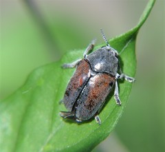 Megalostomis dimidiata