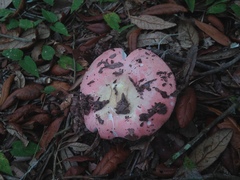 Russula hixsonii