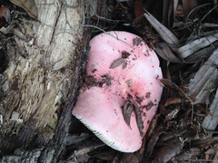 Russula hixsonii