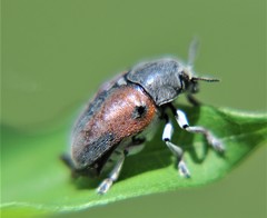Megalostomis dimidiata