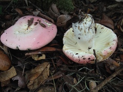 Russula hixsonii