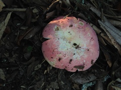 Russula hixsonii