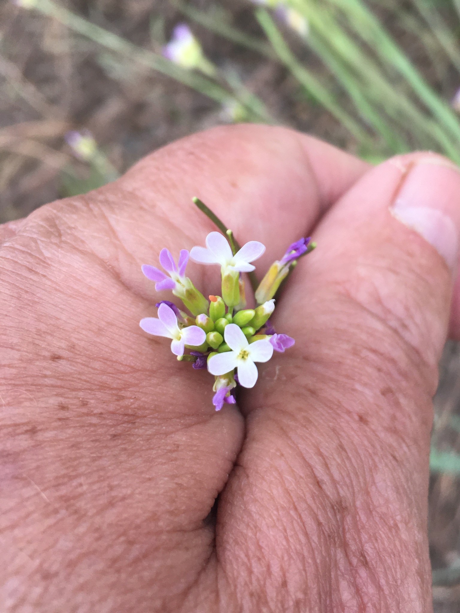 Boechera austromontana