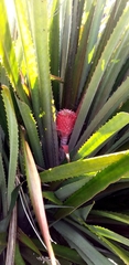 Ananas comosus bracteatus