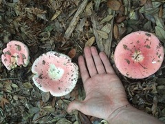 Russula hixsonii
