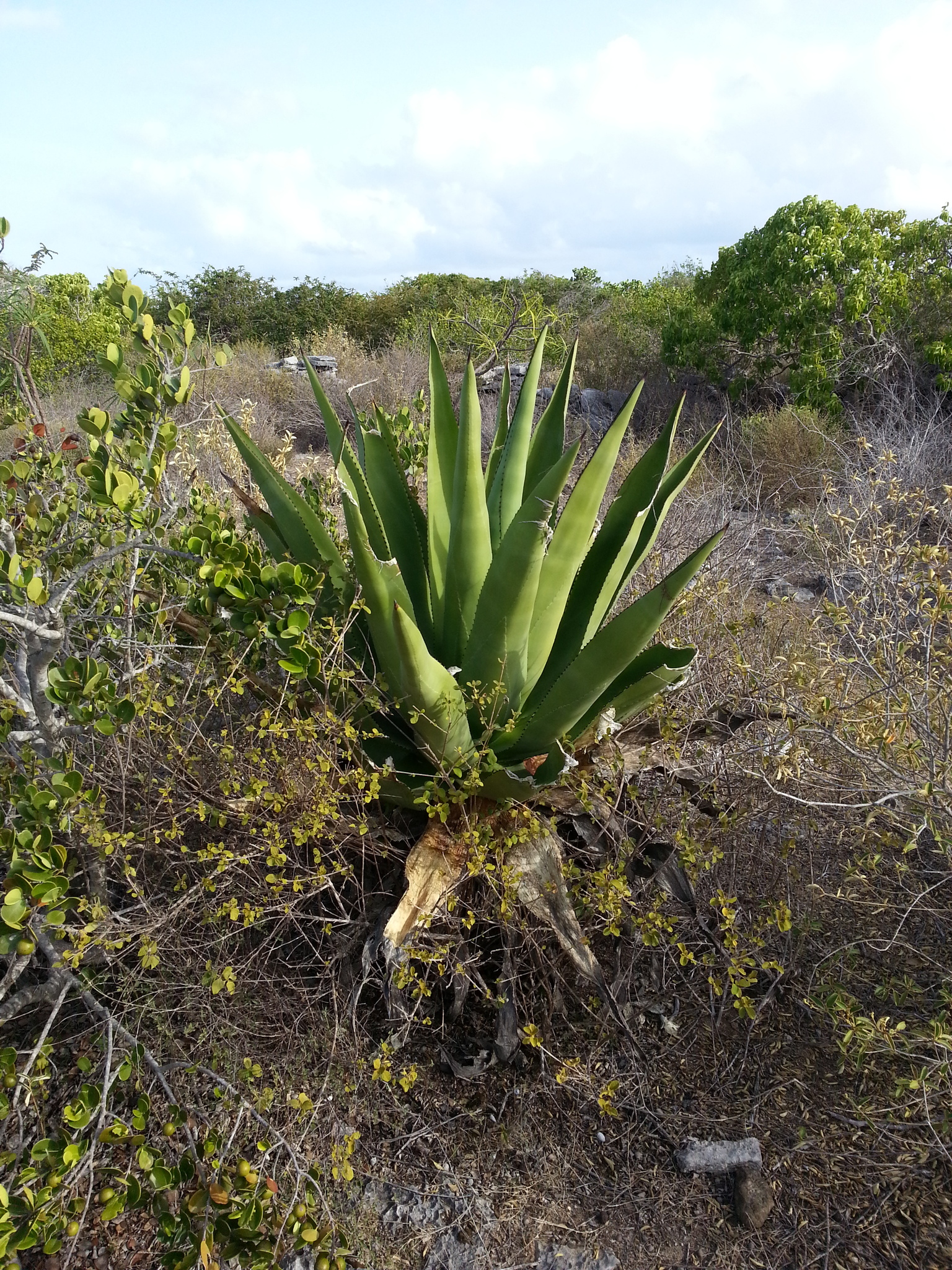 Agave missionum