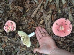 Russula hixsonii