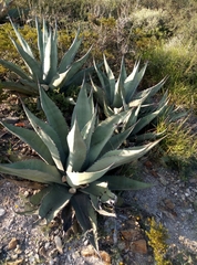 Agave gentryi