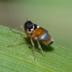 Flavoclypeus andromedus