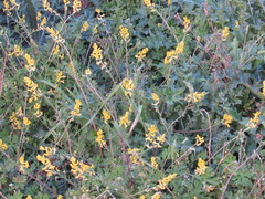 Corydalis micrantha