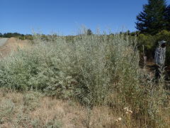 Salix exigua hindsiana