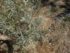 Salix exigua hindsiana