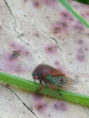 Metcalfiella