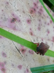 Metcalfiella