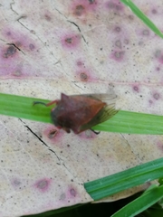 Metcalfiella