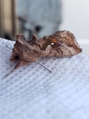 Autoplusia gammoides