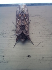 Autoplusia gammoides