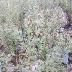 Tagetes coronopifolia
