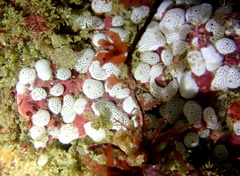 Didemnum carnulentum