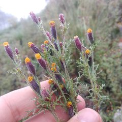 Tagetes coronopifolia