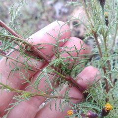 Tagetes coronopifolia