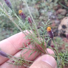 Tagetes coronopifolia
