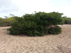 Vachellia anegadensis