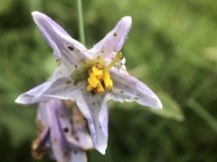 Solanum carolinense carolinense