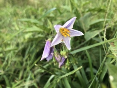 Solanum carolinense carolinense