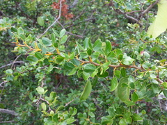 Vachellia anegadensis