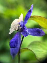 Delphinium sutherlandii