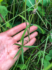 Delphinium sutherlandii