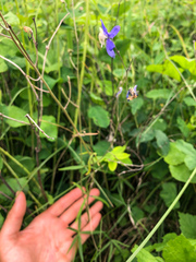 Delphinium sutherlandii