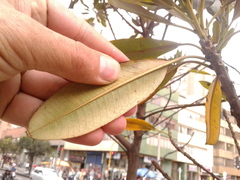 Sapium stylare