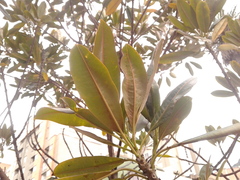 Sapium stylare