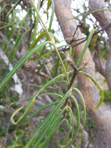 Bastard cherry (Malpighia linearis)