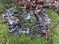 Peltigera elisabethae