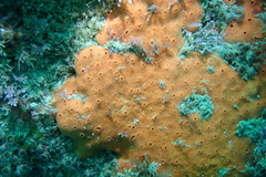 Dragmacidon mexicanum