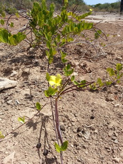 Pentalinon luteum