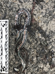 Thamnophis ordinoides