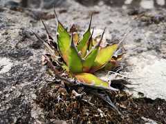 Agave horrida