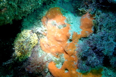 Dragmacidon mexicanum