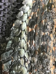 Thamnophis ordinoides