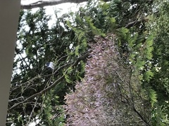 Hemiphaga novaeseelandiae novaeseelandiae