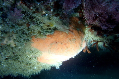 Dragmacidon mexicanum