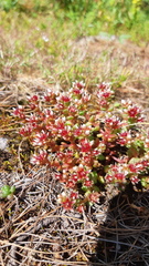 Sedum vinicolor