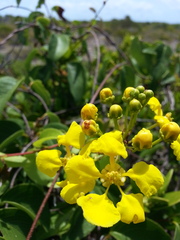 Stigmaphyllon emarginatum