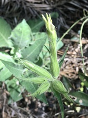 Nicotiana alata