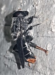 Malometasternum rufocaudatum