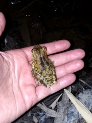 Boana crepitans